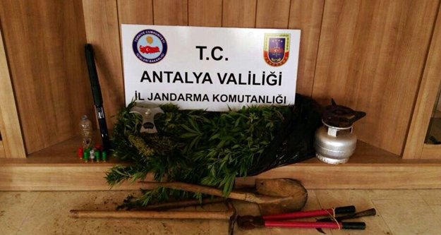 Alanya'da ormanlık alana hint keneviri baskını