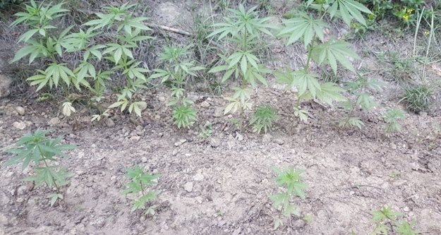 Alanya'da ormanlık alanda uyuşturucu operasyonu
