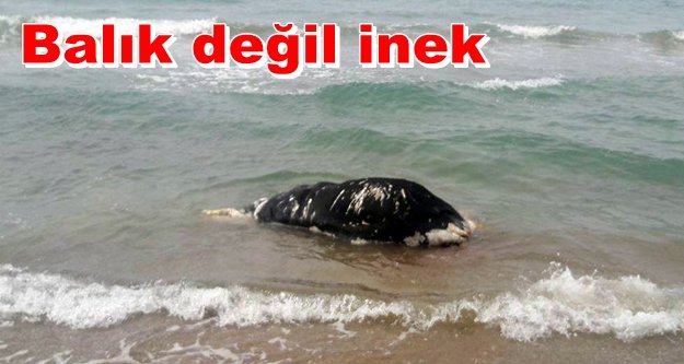 Alanya'nın ardından şimdide Side'de