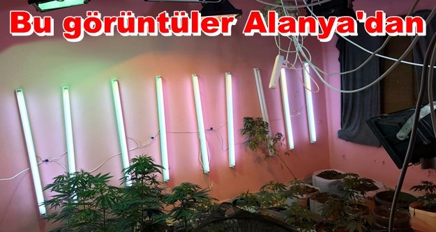 Apartman dairesinde uyuşturucu fabrikası