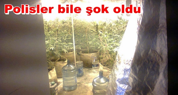 Apartman dairesine esrar serası