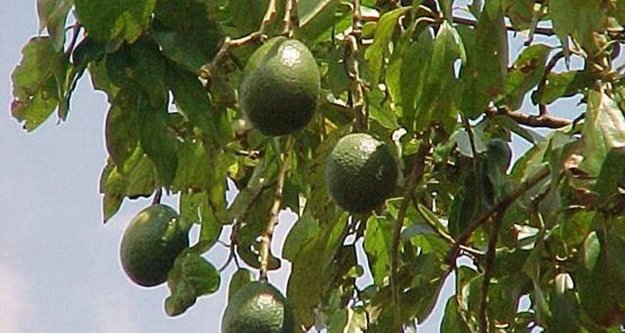 Avokado üretimi talebe yetmiyor