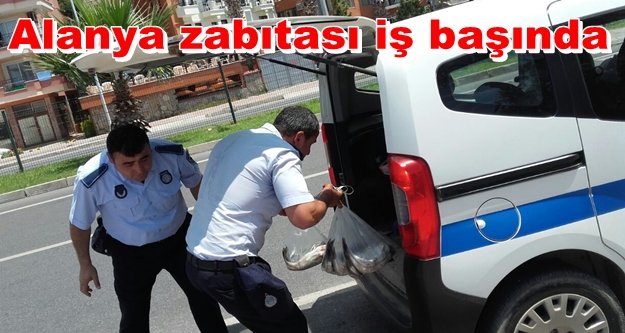 Balık değil balıkçı avladılar