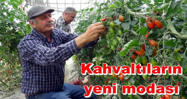 Bu domatesin adı 'Alanya şekeri'