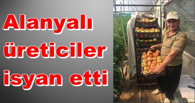 Domates fiyatları tepetaklak düştü