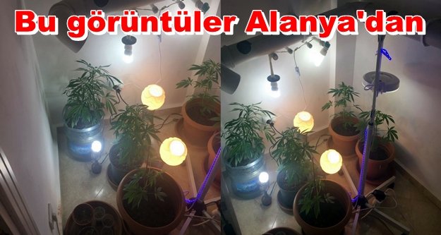 Jandarmayı şaşkına çeviren uyuşturucu baskını