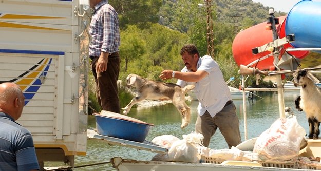 Keçiler tekneyle taşınıyor