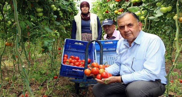 Üreticiler domatesteki fiyat artışından memnun