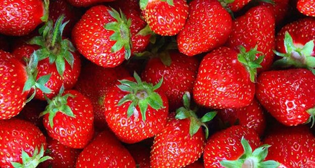 20 ton çileği geri gönderdiler