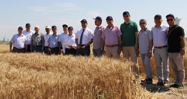 Antalya'da buğday hasadı başladı
