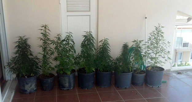 Çiçek saksısında kenevir