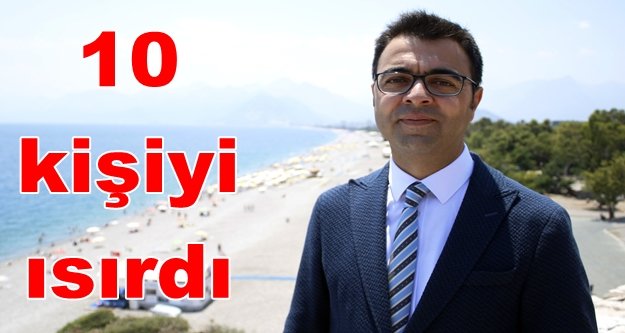 Denizde caretta caretta tehlikesi