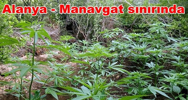 Ormanlık alana kenevir baskını