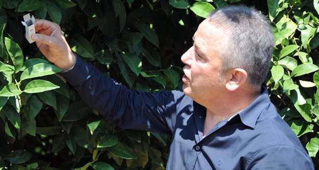 Zararlı böceklerle ilginç mücadele yöntemi