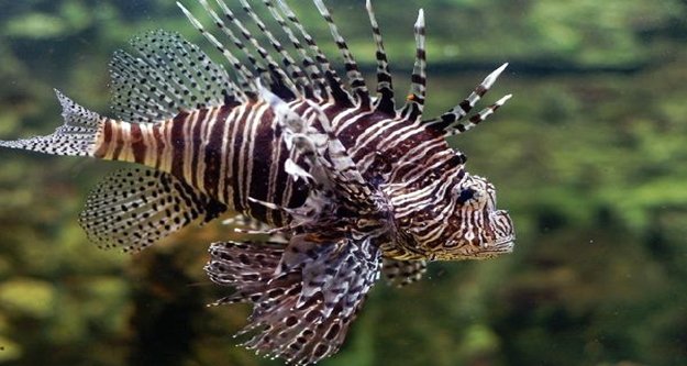 Alanya'da aslan balığı paniği