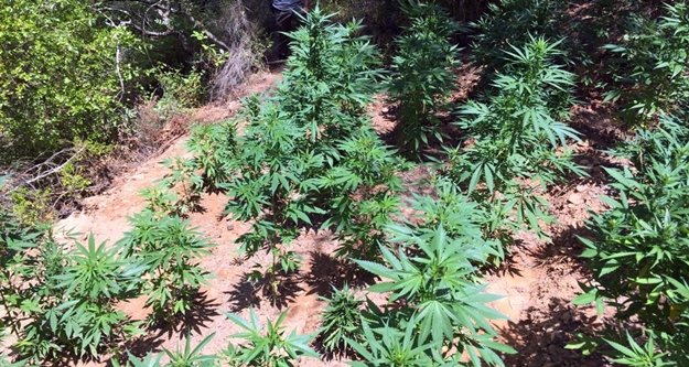 Alanya'da flaş uyuşturucu operasyonu