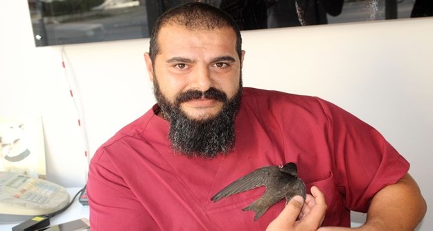 Aşırı sıcaklara Ebabil kuşu da dayanamadı