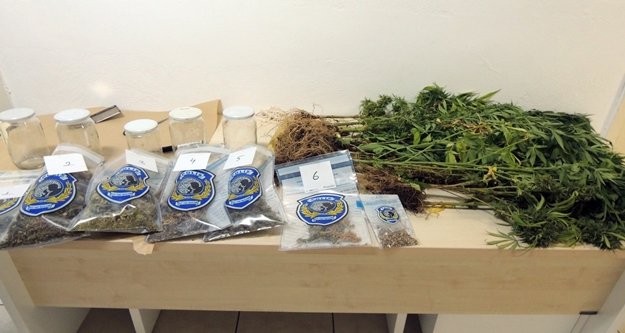 Balkonda kenevir yetiştiren 2 kardeş yakalandı