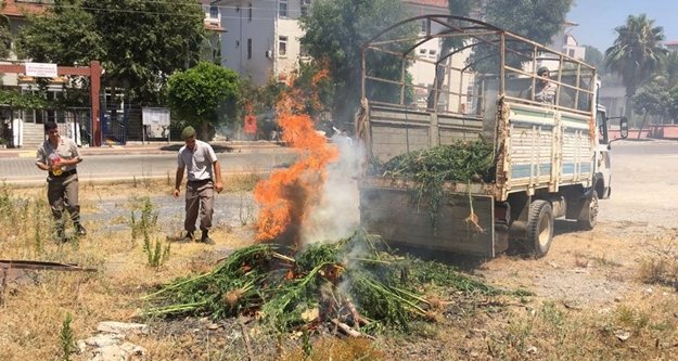 Komşuda hint keneviri operasyonu