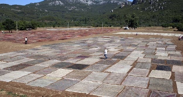 Milyonluk halı ve kilim tarlası