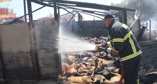 Yangında 550 hayvan telef oldu