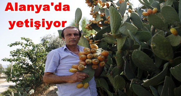 300 yıllık geçmişi olan meyve her derde deva