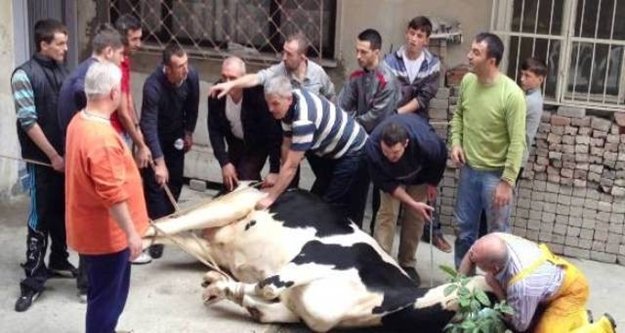 Alanyalıya kurban kesim kursu