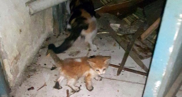 Depoda 3 gündür mahsur kalan yavru kediyi itfaiye kurtardı
