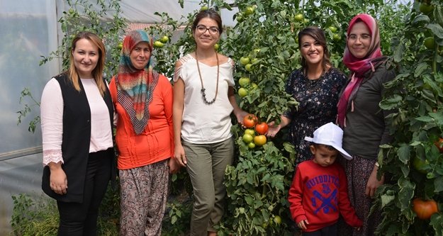 Domates güvesine karşı başlatılan mücadelede başarılı sonuçlar alındı