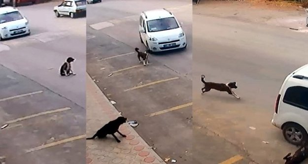 Köpeği ezen sürücü yakalandı