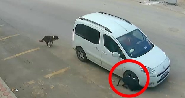 Köpeğin öldüren sürücünün ehliyetine el konuldu