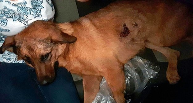 Sokak köpeğine kurşun yağmuru