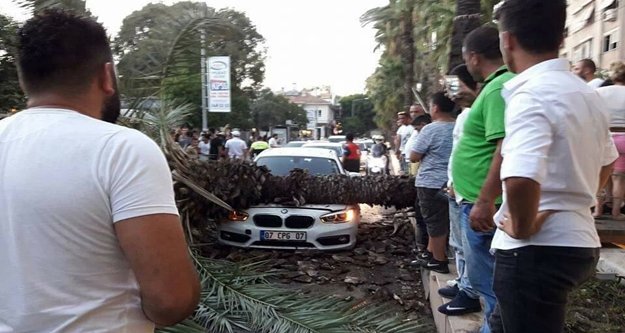 Sosyal medyadan 'devrilecek' diye uyardığı ağaç aracın üstüne düştü