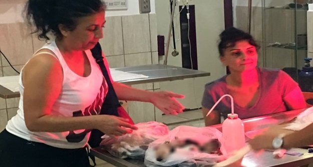 Vahşet görüntüler: 20 kedi katledildi