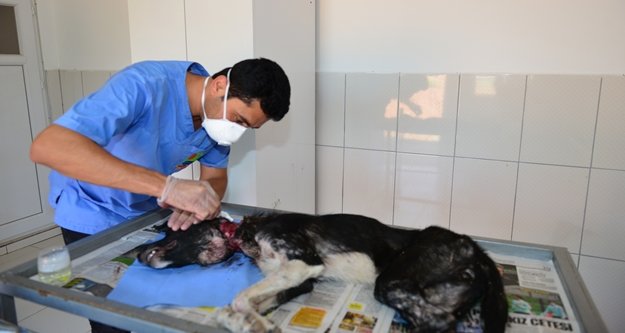 Yaralı köpek hayata döndürüldü