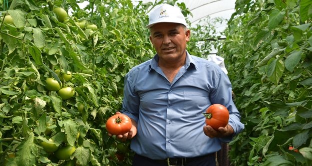 Yayla domatesi Katar sofrasında