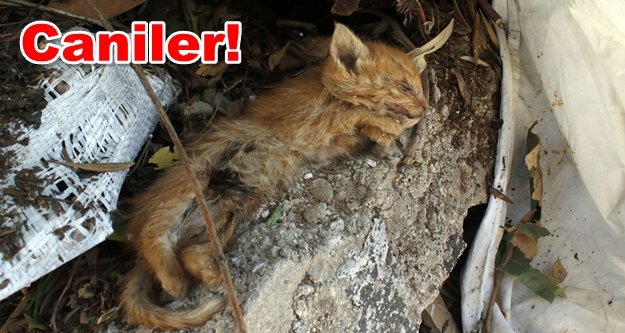 Aynı yerde iki haftada ikinci vahşet