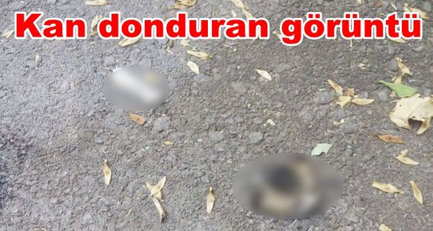 Yavru kedinin kafası ve bacakları kesilmiş halde bulundu