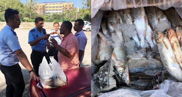 Alanya'da araç bagajında satılan balıklar imha edildi