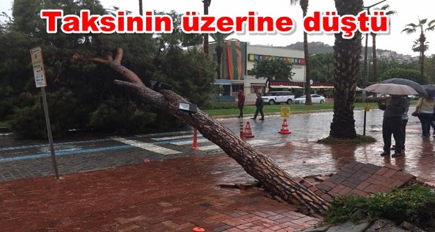 Alanya'da facia olabilirdi! Dev ağaç yola devrildi