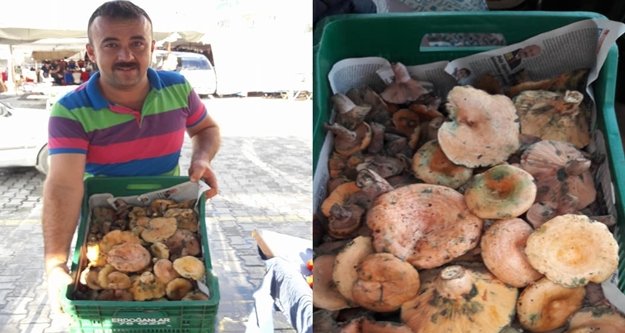 Alanya'da mantar sezonu açıldı