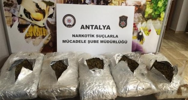 Antalya'da skunk yakalandı