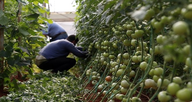 Domates fideleri Rusya için toprakla buluştu
