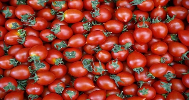 Rusya'dan üreticiye domates müjdesi