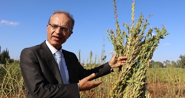 Türünün tek örneği olan bir susam çeşidi bulundu