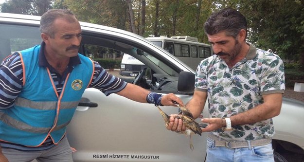 Yaralı 'Küçük Balaban' emin ellerde