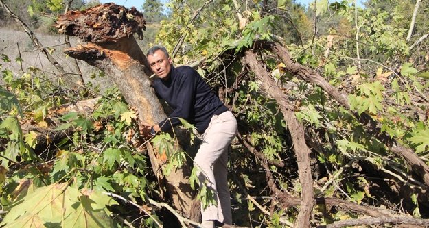 100 yıllık çınar ağaçlarının kesilmesine tepki