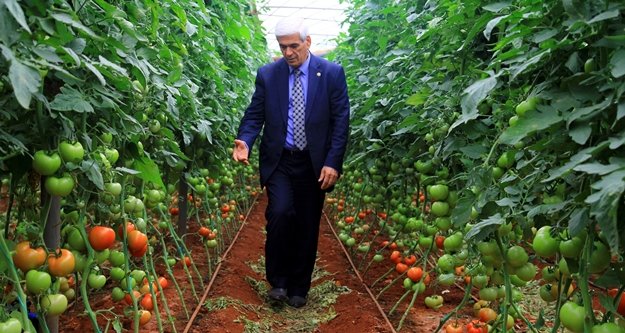 250 bin dönümlük seradan 170 bin kişi geçimini sağlıyor