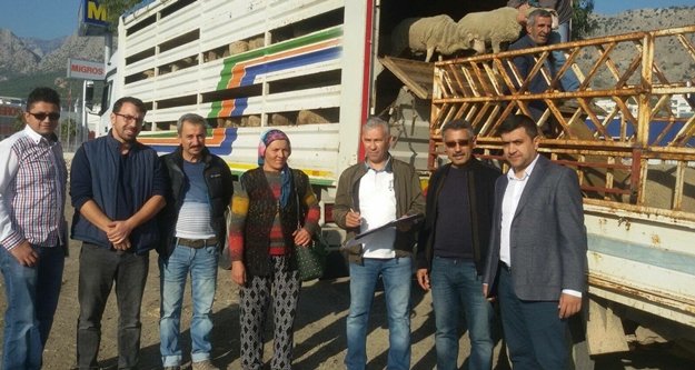 Genç üreticilere bin 260 dişi koyun teslim edildi