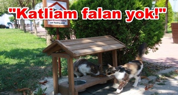 Kedi katliamına belediyeden yalanlama
